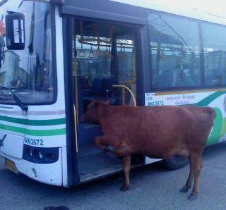 Cow Enter In The Bus Funny Picture