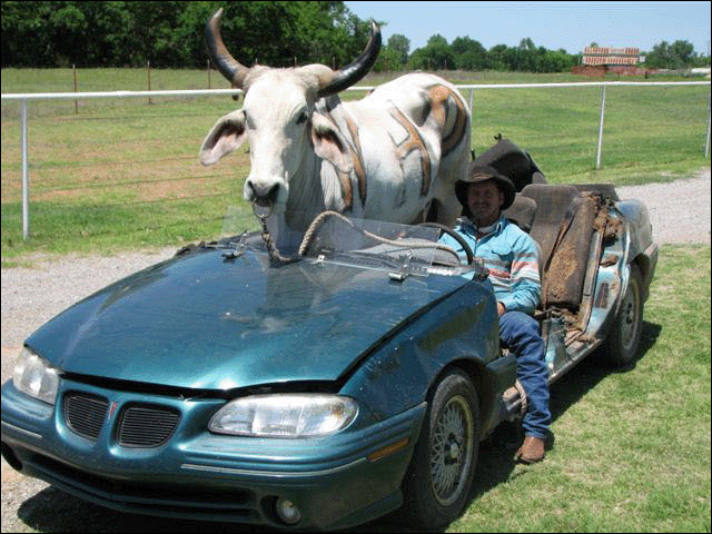 Cow In Car Funny Image