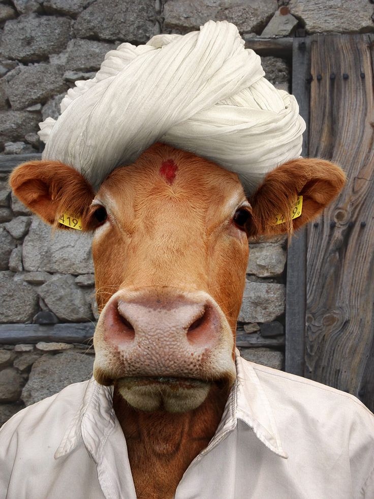 Cow In Man Dress And Turban