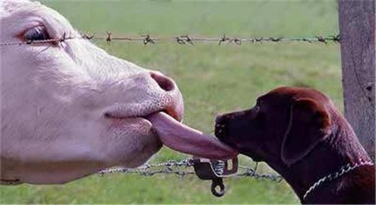 Cow Licking Dog Funny Picture