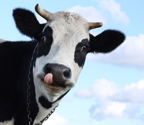 Cow Licking Nose Funny Picture