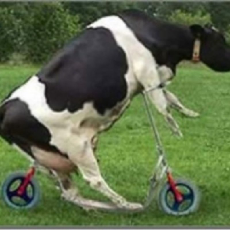 Cow Riding Bicycle Funny Image