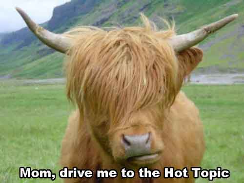 Cow With Funny Hairstyle