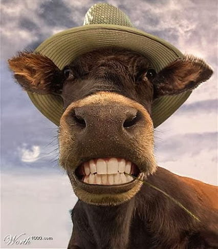 Cow With Hat Funny Image