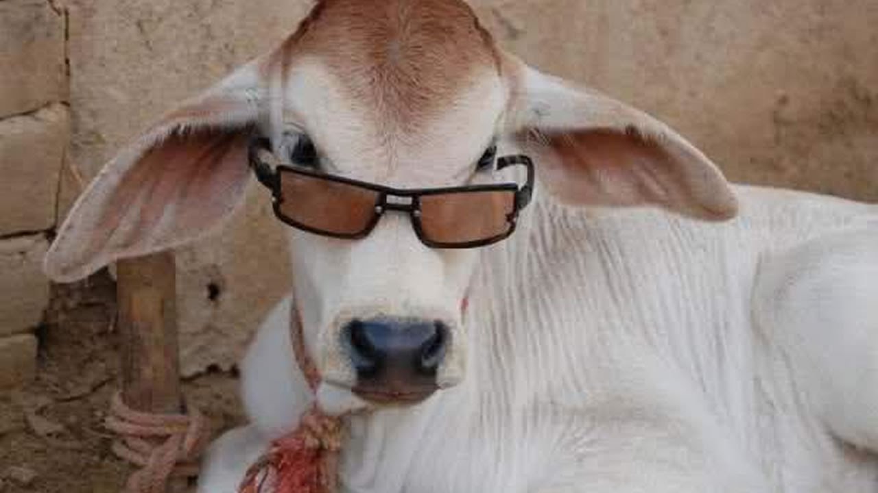 Cow With Sunglasses Funny Picture