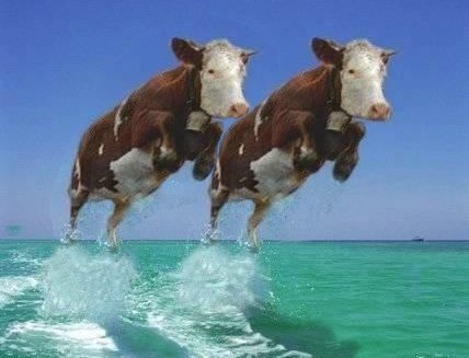 Cows Jumping In Sea Funny Picture
