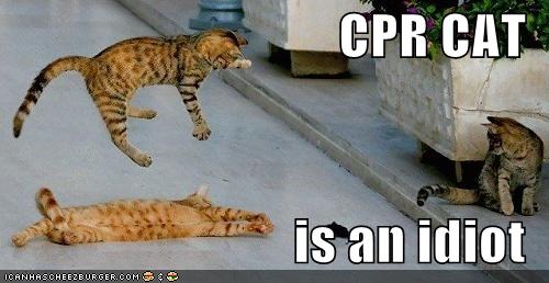CPR Cat Is An Idiot Funny Idiot Animal Picture