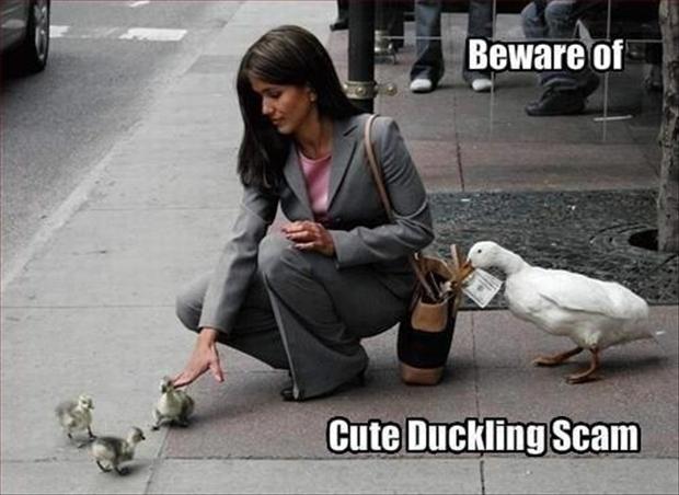 Cute Duckling Scam Funny Picture