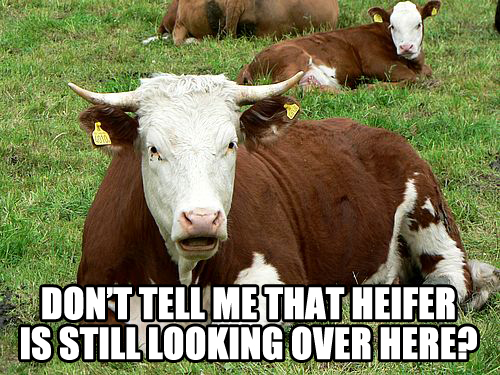 Don't Tell Me That Heifer Funny Cow Caption