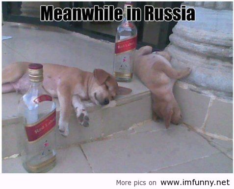 Drunk Dogs Sleeping Funny Picture