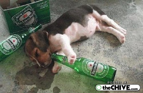 Drunk Puppy Funny Picture