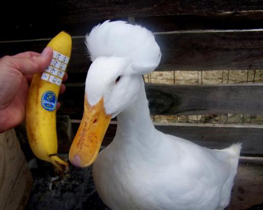 Duck Using Banana Phone Funny Picture