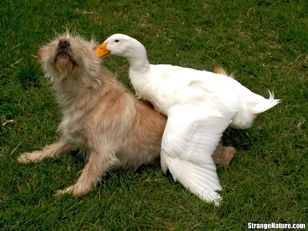 Duck With Dog Funny Picture