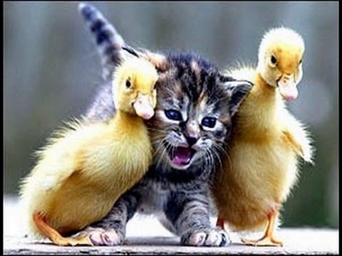 Ducks And Cat Funny Picture