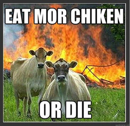 Eat More Chicken Or Die Funny Cow Meme