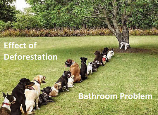 Effect Of Deforestation Dogs In Queue Funny Tree  Picture