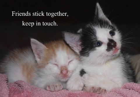 Friends Stick Together Keep In Touch Kittens