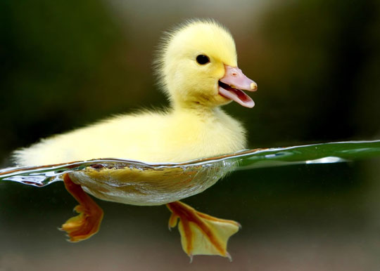 Funny Baby Duck Swimming