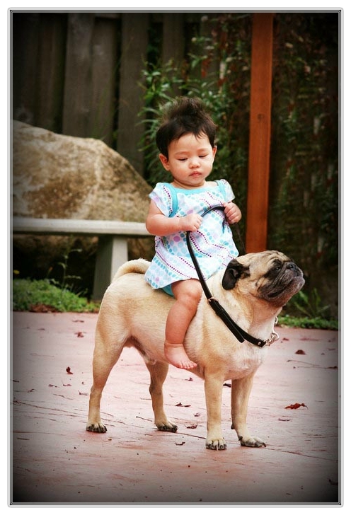 Funny Baby Girl Riding Pug Dog