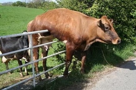 Funny Cow Hanging On Railing