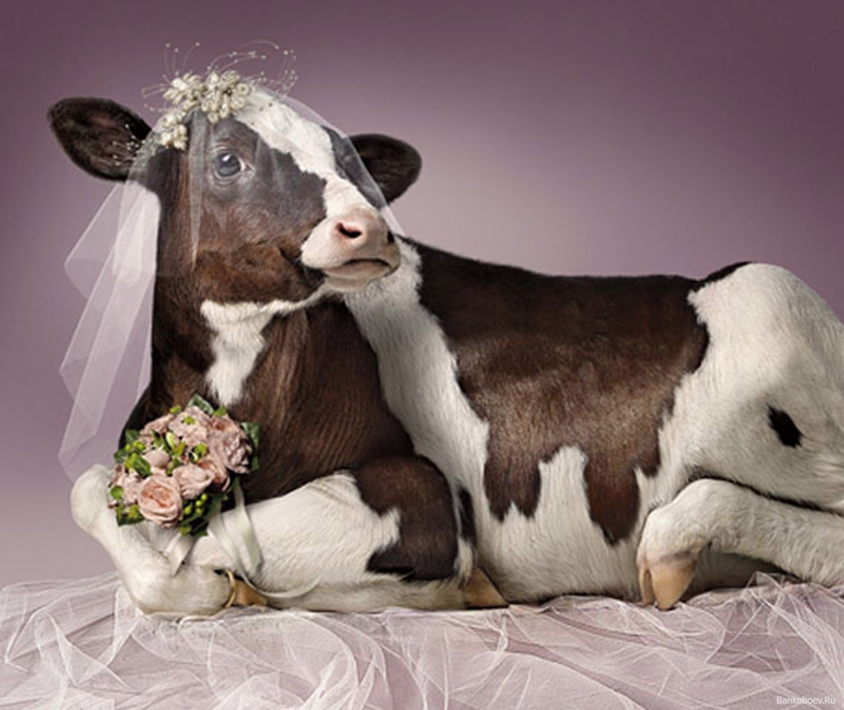 Funny Cow In Bride Dress