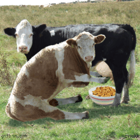 Funny Cow Milking Animated Picture