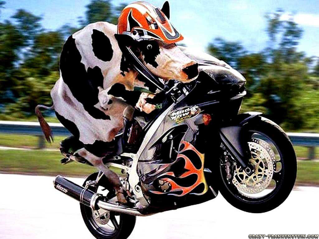 Funny Cow Riding Bike