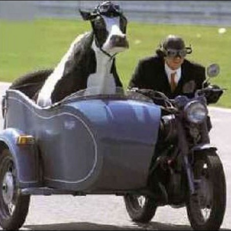 Funny Cow Sit In The Bike's Sidecar