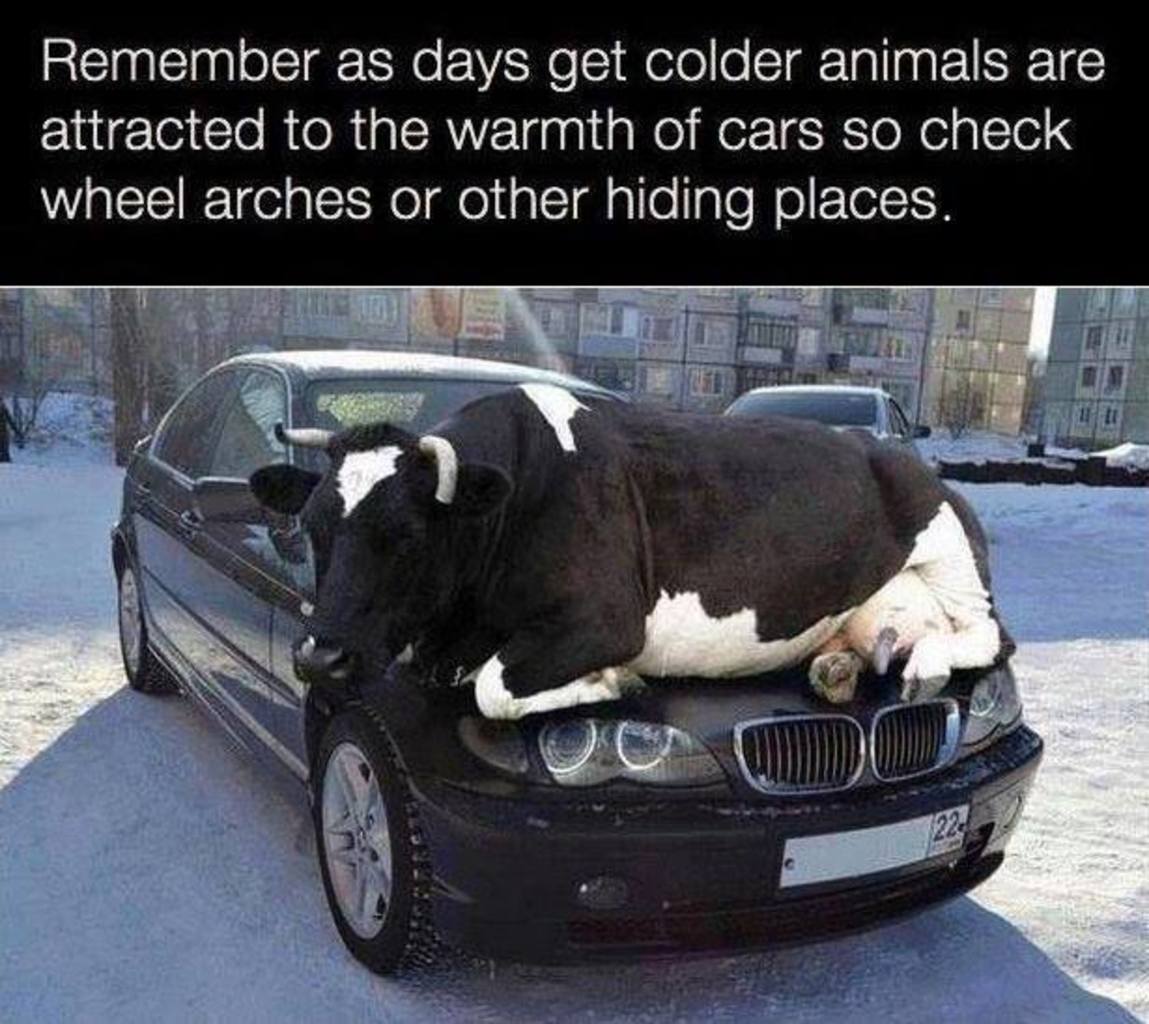 Funny Cow Sitting On Car's Bonnet