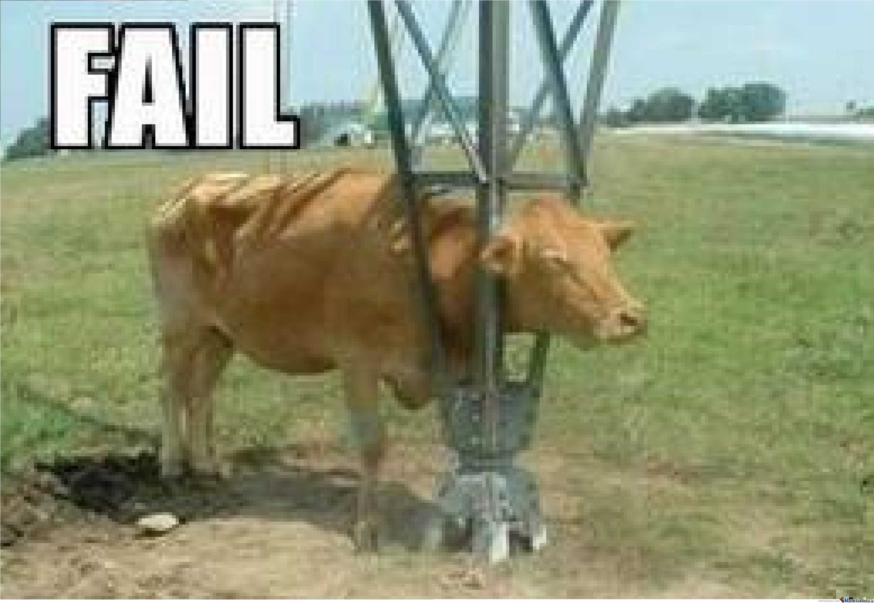 Funny Cow Stuck In Electricity Pole