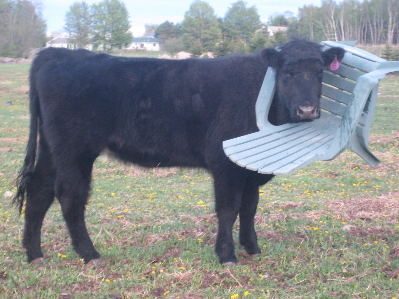 Funny Cow With Chair