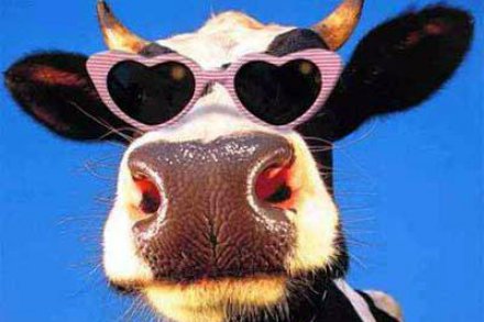 Funny Cow With Heart Sunglasses