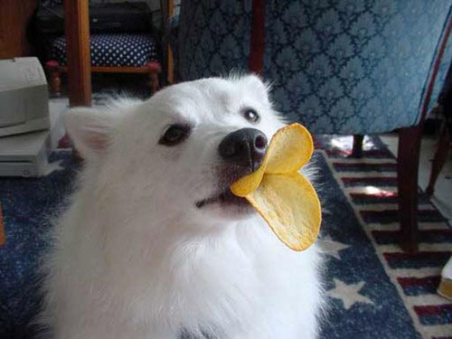 Funny Dog With Duck Face