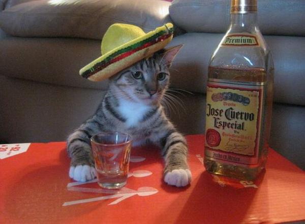 Funny Drunk Cat Picture