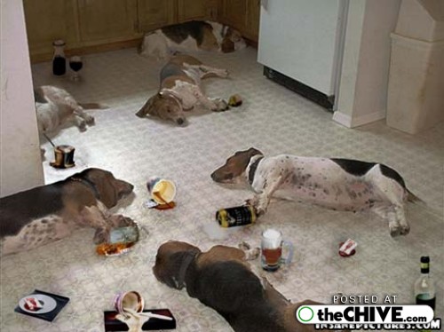 Funny Drunk Dogs Picture