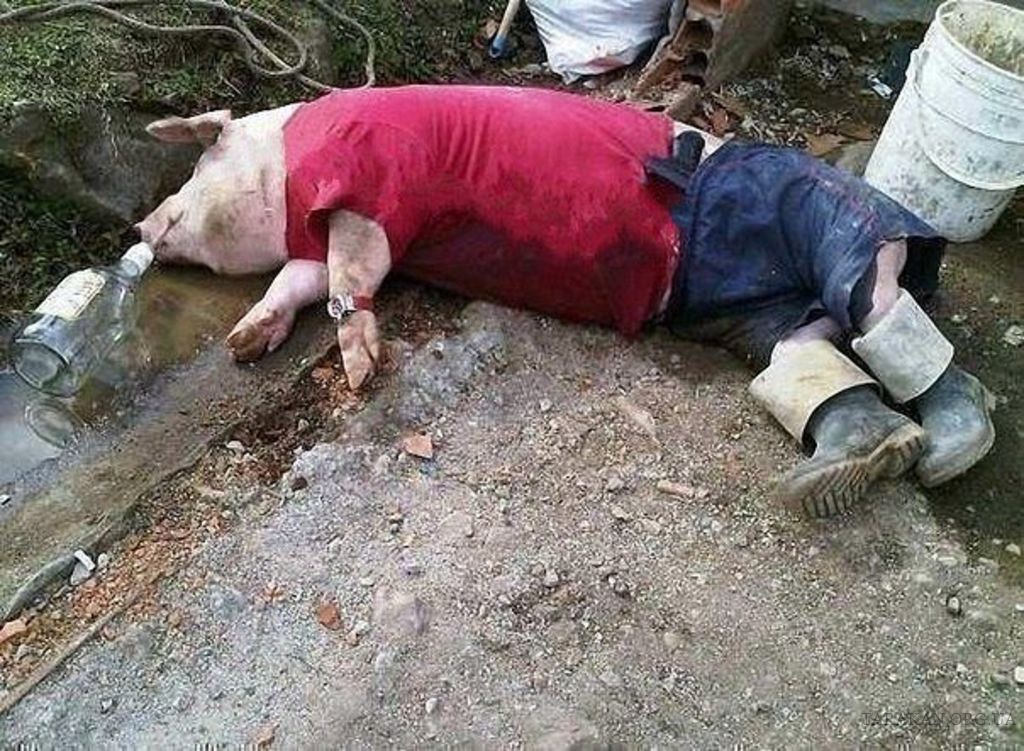 Funny Drunk Pig Picture