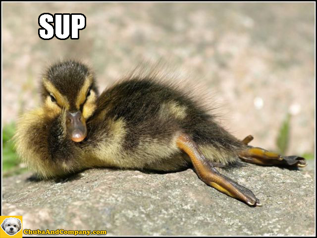 Funny Duck Relaxing Picture