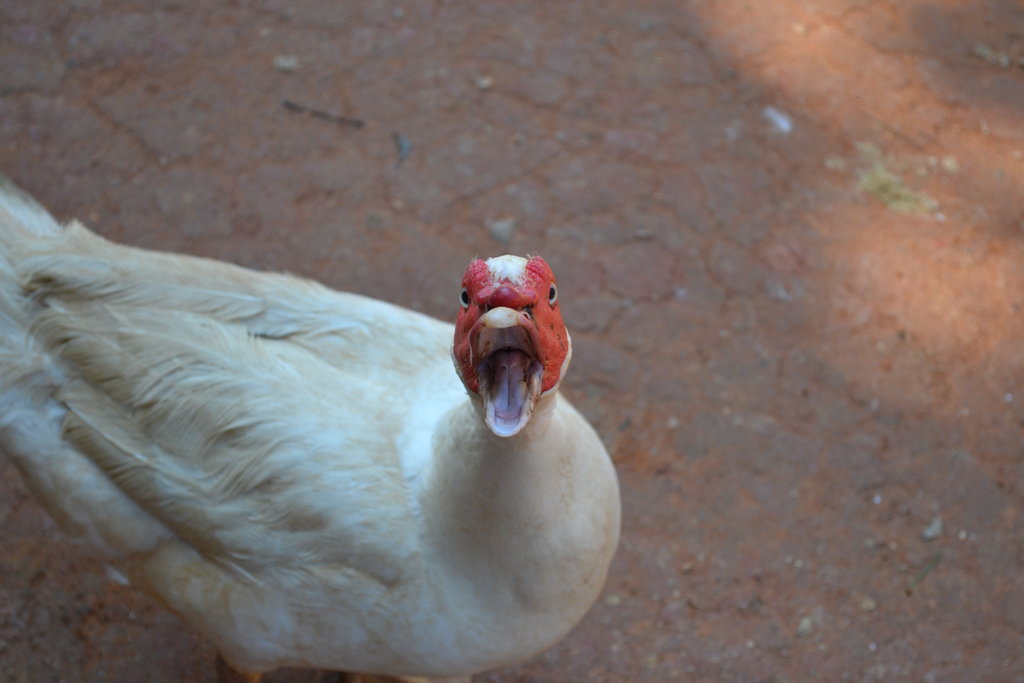 Funny Duck Screaming Face Picture