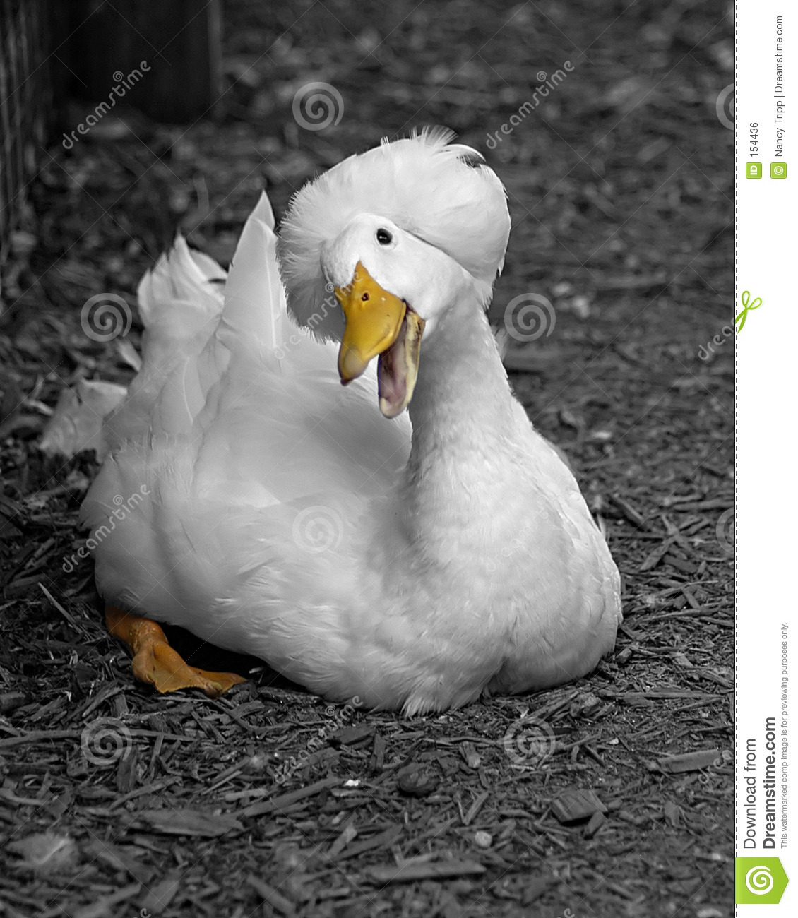 Funny Duck Smiling Face Image