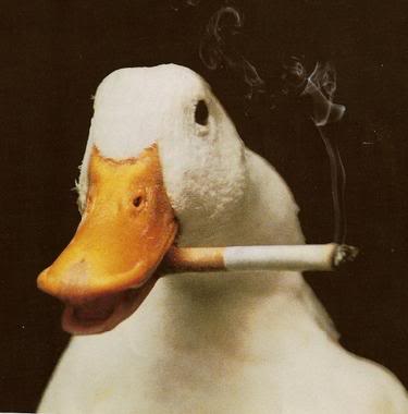 Funny Duck Smoking Picture