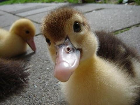 Funny Duck Taking Selfie