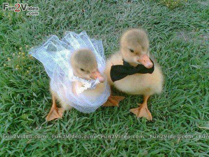 Funny Duck Wedding Picture