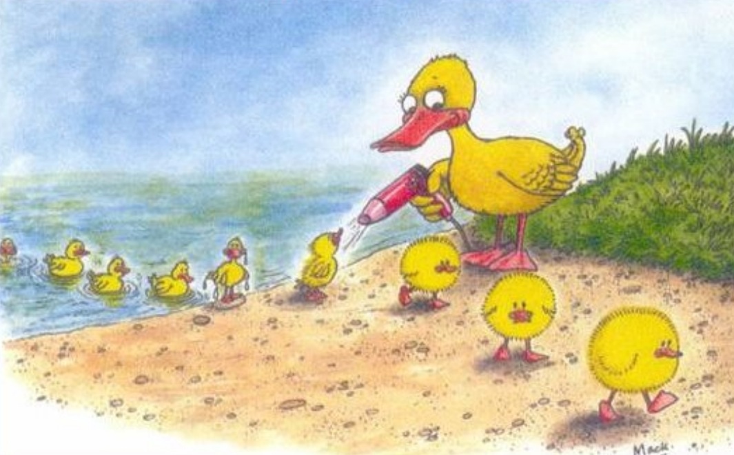 Funny Ducks Cartoon Picture