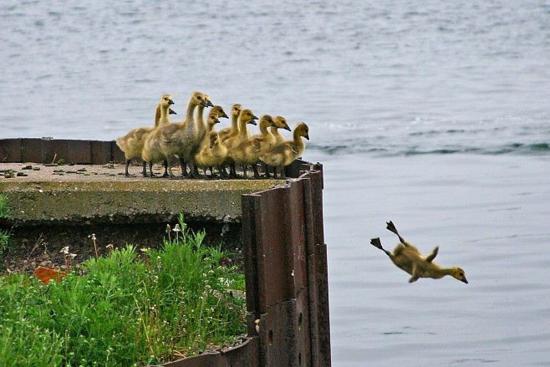 Funny Ducks Diving Competition