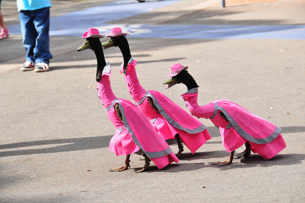 Funny Ducks In Pink Dress