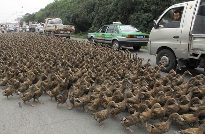 Funny Ducks On Road