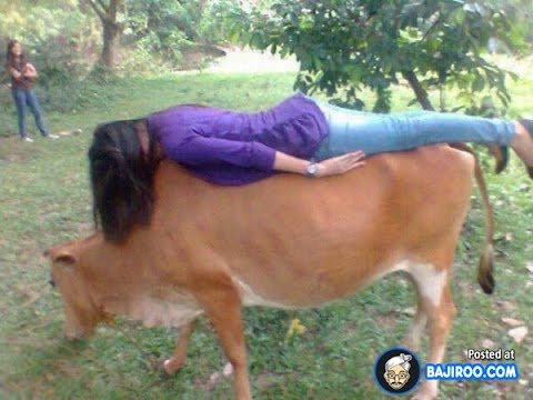 Funny Idiot Girl Sleeping On Cow