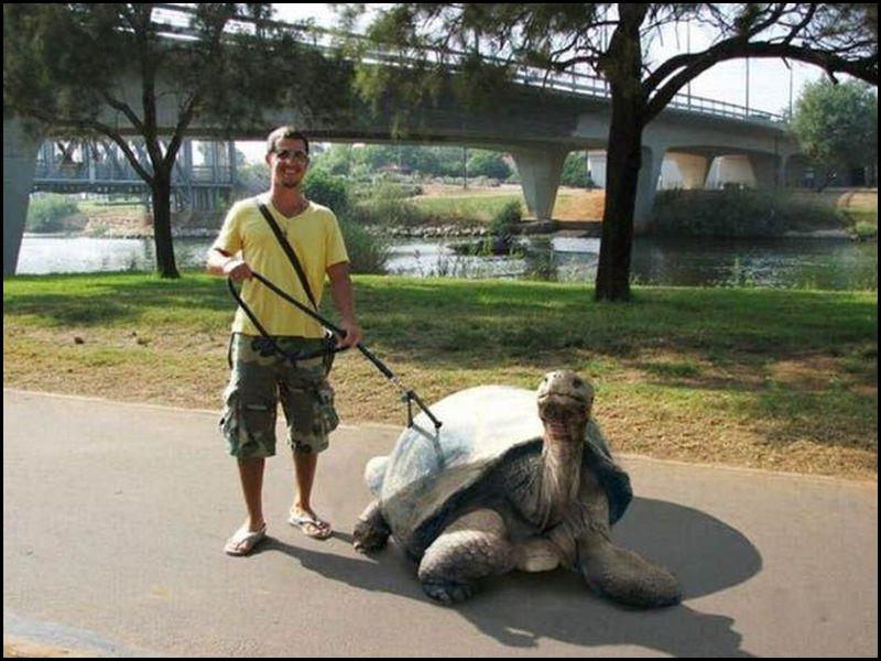 Funny Idiot Man With Giant Turtle Picture