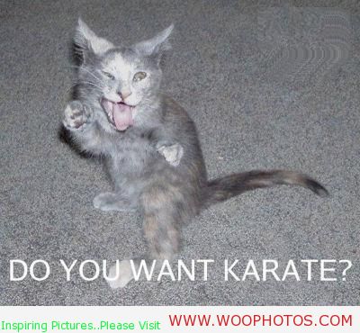 Funny Karate Cat Image