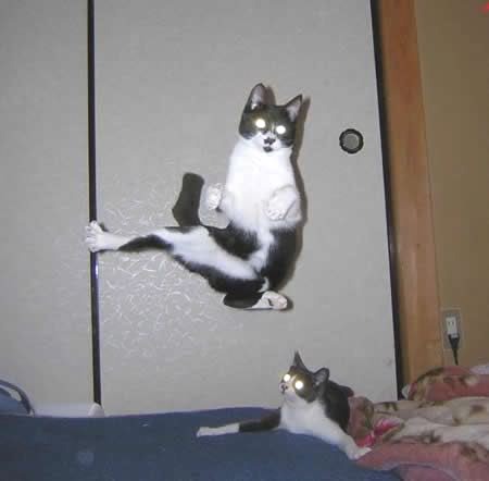 Funny Karate Cat Training Image